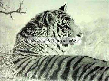 Tiger Contemplation