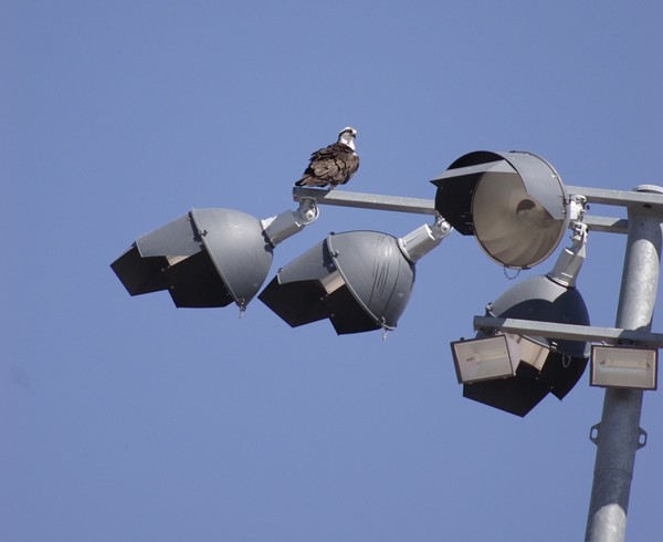 ospray on a lightpole