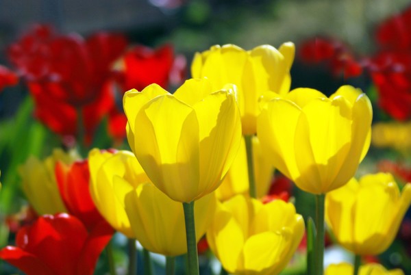 The Yellow Tulips