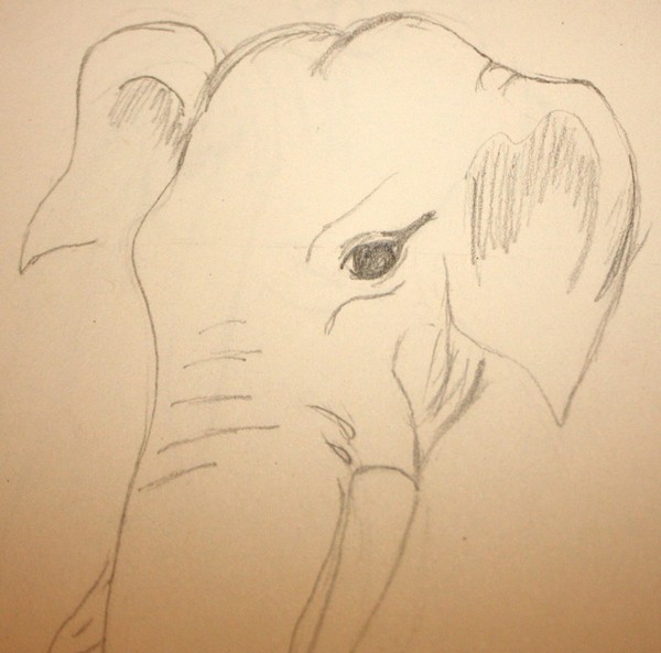 Realistic Elephant  Sketch