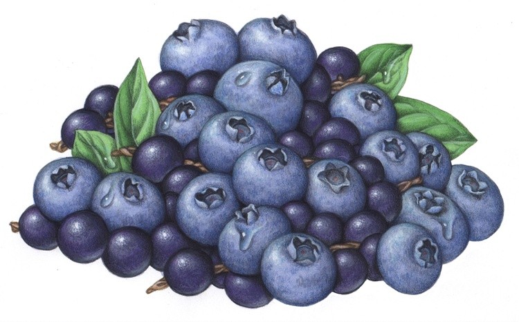 Blueberries and Acai Berries Painting
