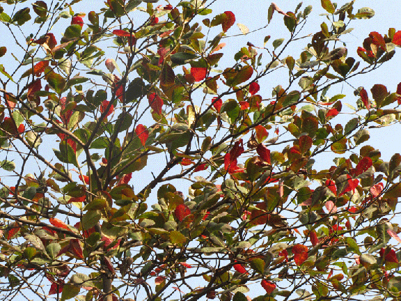 Color of Leaves