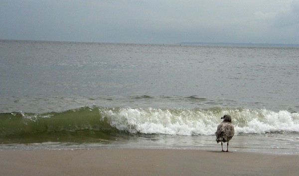 Seagull-Coney Island