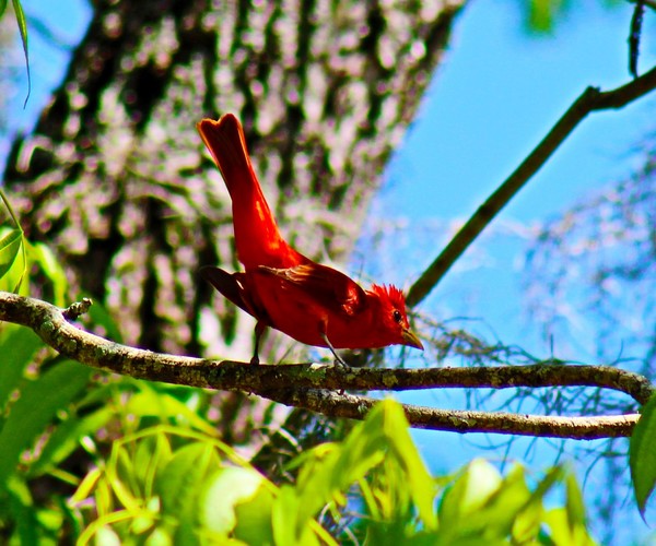 Pretty Summer Tanager