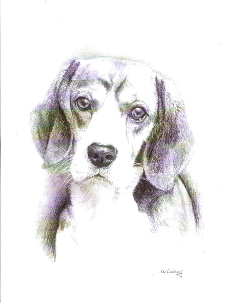 Drawing of dogs head