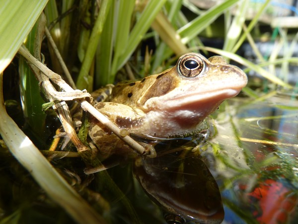 Frog in my pond