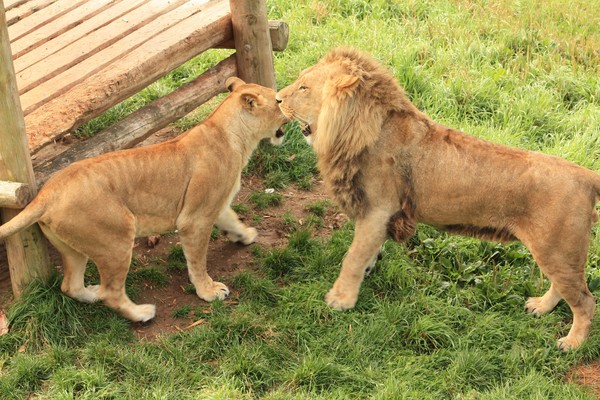 Male and Female Lions