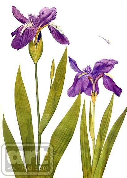 Irises Tectorem