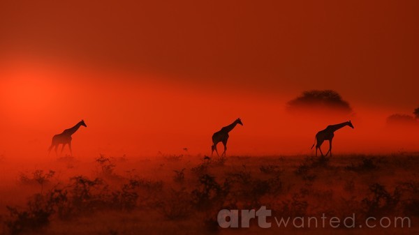 Giraffe - African Wildlife - Out of the Dust