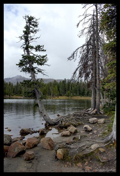 Mirror Lake Pine Tree 