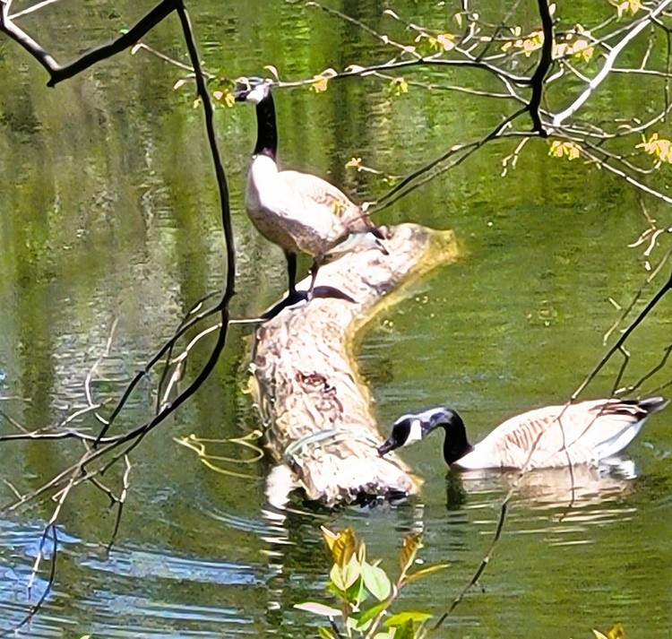 Canada geese in a pond
