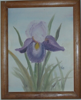 Iris in full bloom