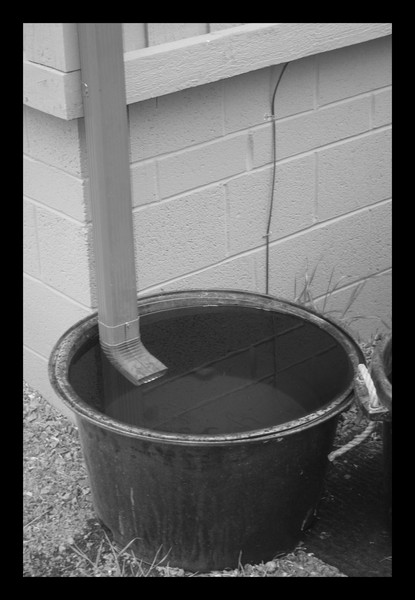 Rain Barrel