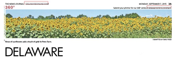 256th News Journal Panorama-Penn Farm Sunflowers