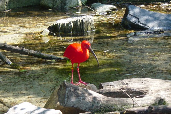 Scarlet Ibis