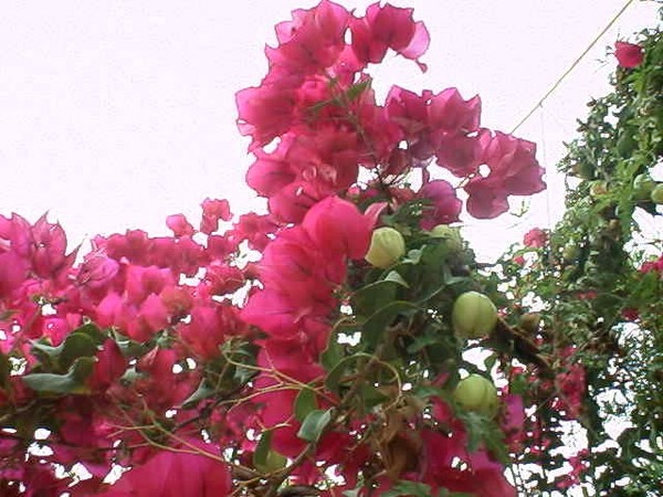 Bougenvilla Fantasy