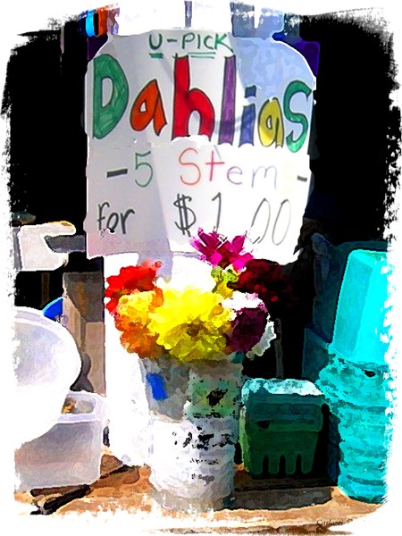 Dahlias 4 Sale