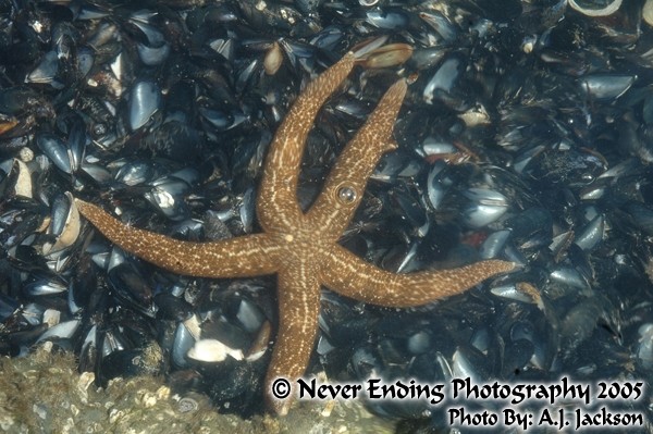 Cyclopse Starfish