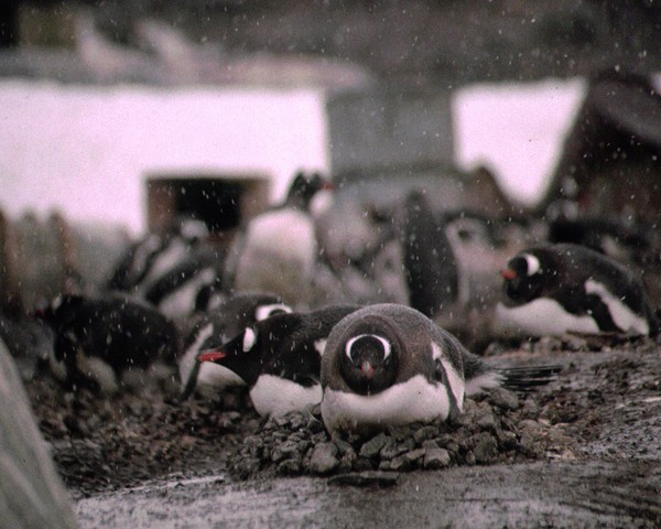 nesting  penguins