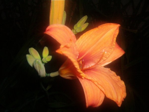 the orange lily