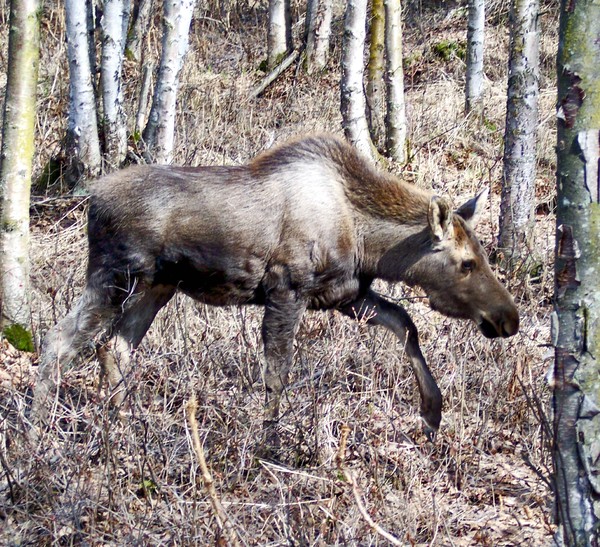 Young Female Moose I