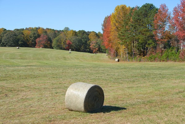 Bales of hay in the autumn