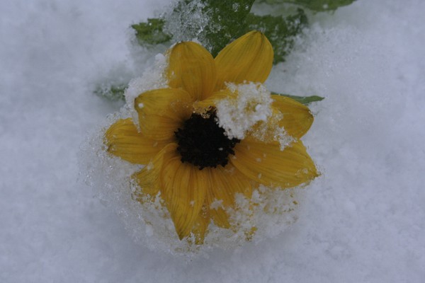 Snowy flower