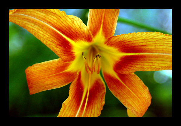 Tiger Lily