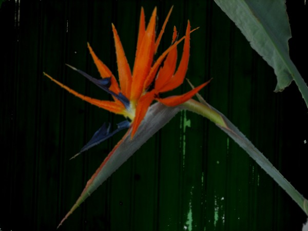 Bird Of Paradise