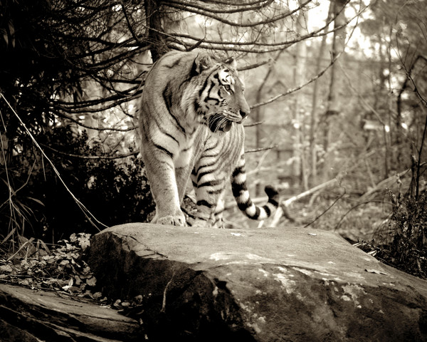 Multitone Tiger