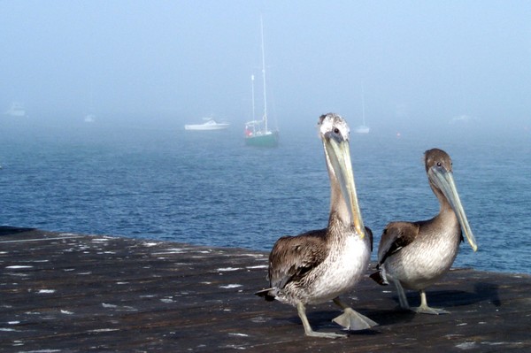 Pelicans Walk on the Pier