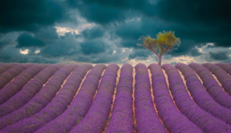 Provence Lavender Field and the Tree