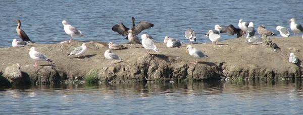 SF Bay Wildlife Refuge, P1