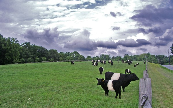 Oreo cookie cows