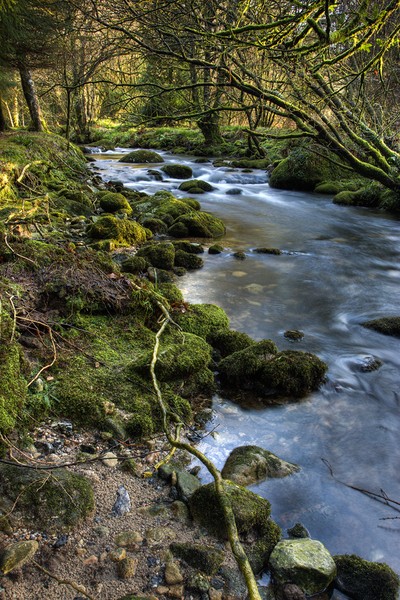 Sunlit Stream