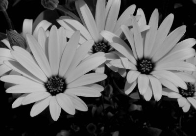 Black and White Daisies