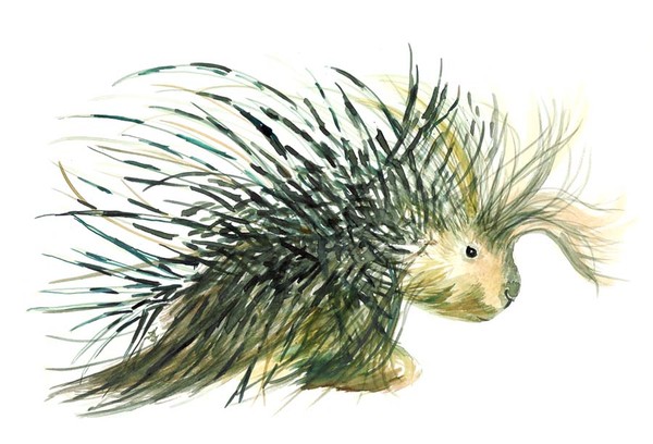 Illustration of a porcupine