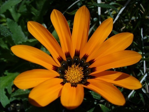 Orange Flower