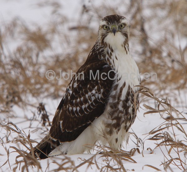 Red Tail Hawk hunting!