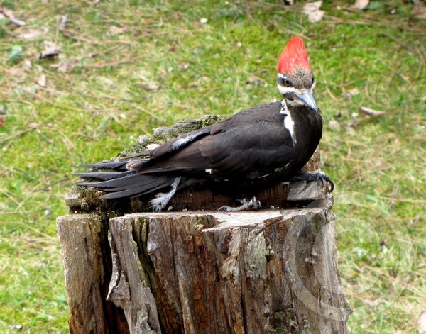 Pileated Woodpecker taking a break!