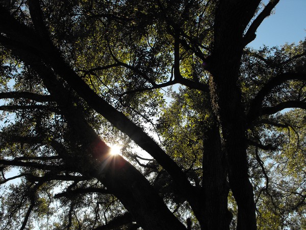 sunlight in the oaks