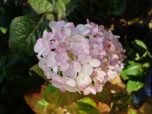 The Hydrangea's Last Bloom 