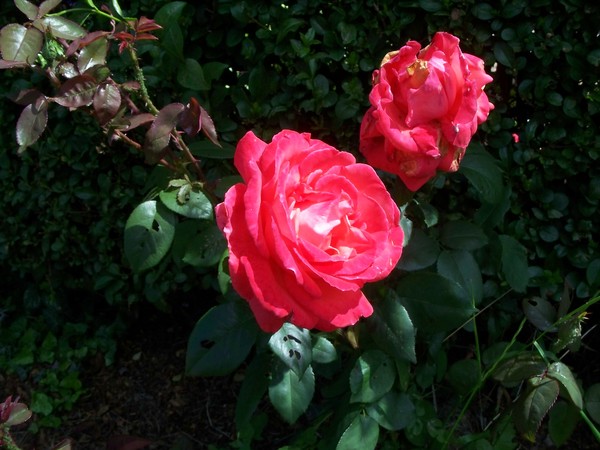 Two Roses