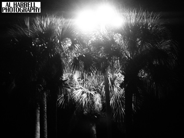 Night Light Palms