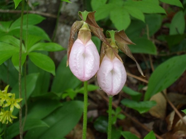 lady slippers after a rain