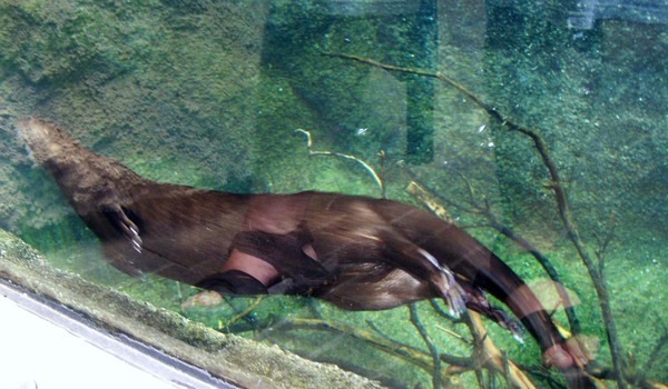 River Otter