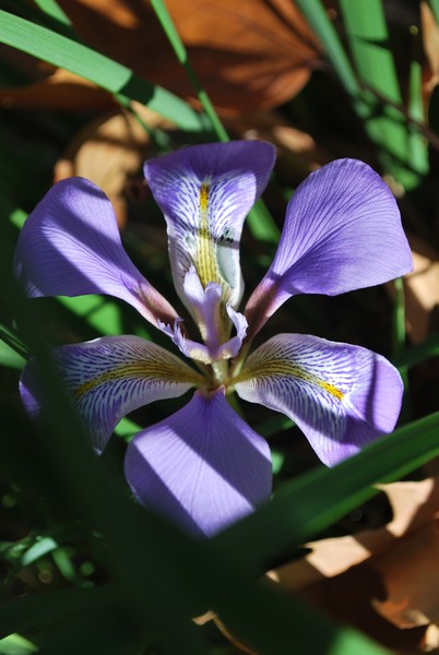 Winter Iris