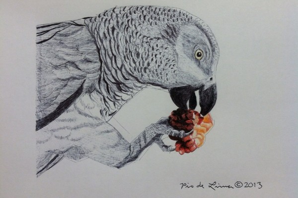 African Grey Parrot (Original Artwork Sold)