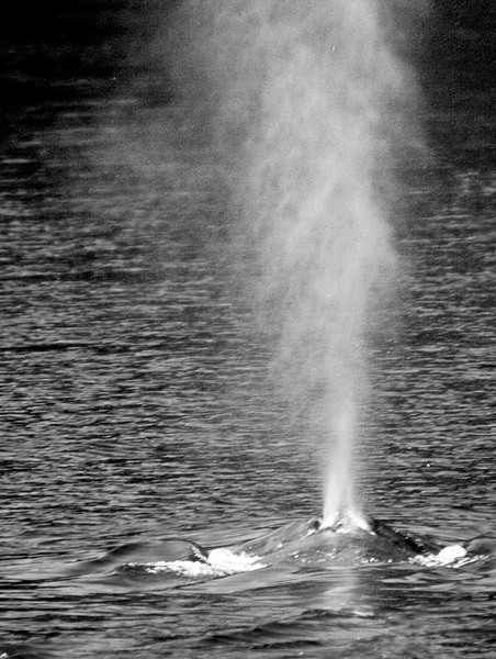 Whale Spout B&W