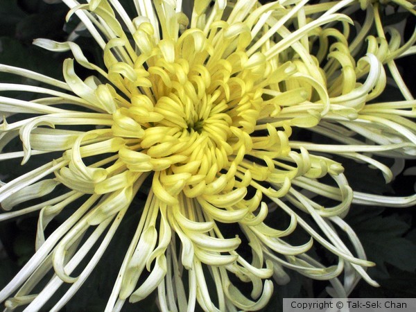 Spider Chrysanthemum, Luoyang, China